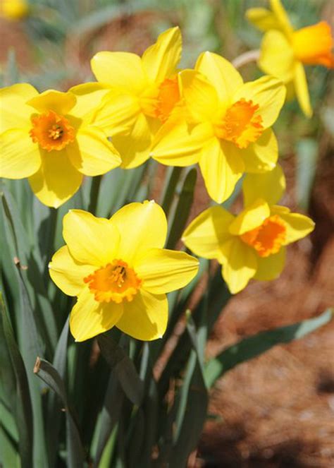 Southern Gardening Spring Flowering Daffodils Are A Garden Staple In