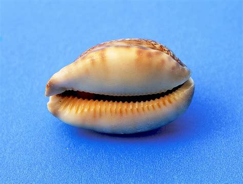 Hd Wallpaper Snail Molluscum Marine Sea Shells Sea Snail Marine