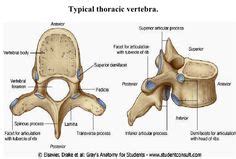 Broken bones are very common in childhood, although children's fractures are generally less complicated than fractures in adults. Las 10 mejores imágenes de Vertebras | Anatomía, Anatomia ...