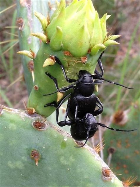 Large Black Bugs That Look Like A Cricketgrasshopper Hybrid On