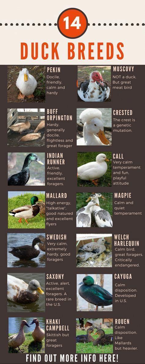 Duck Breeds Chart Of 14 Ducks That People Can Own In Their Own Back