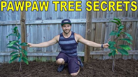 Secrets For Growing PAWPAW TREES Pawpaw Tree Growing Guide YouTube
