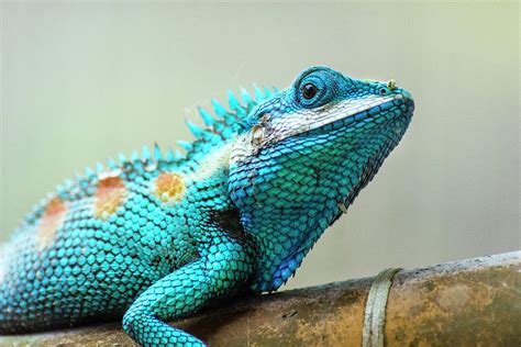 Blue Crested Lizard Photograph By Laura Richardson Pixels