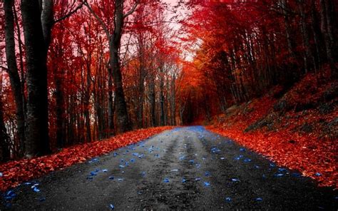Hd Red Maple Road Wallpaper Download Free 90000