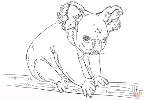 Free download 37 best quality koala coloring pages at getdrawings. Koala Bears Coloring Pages - Coloring Home