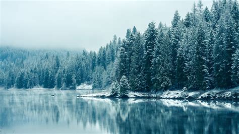 Wallpaper Trees Forest Lake Water Nature Reflection Snow