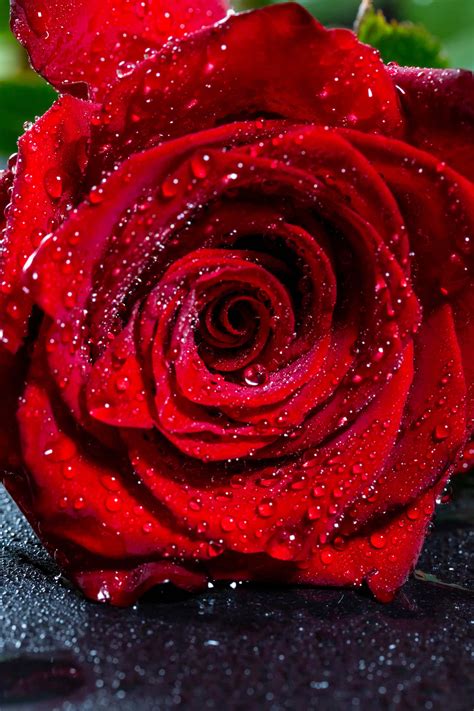 Download A Rose Is A Symbol Of Love And Beauty