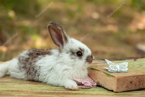 Cute Little Bunny Rabbit — Stock Photo ©