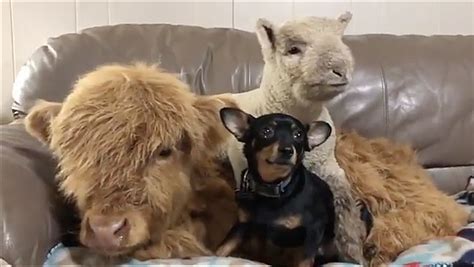 This is a blacknose sheep from new zealand and it looks like something your kindly grandmother crotcheted. Sick baby cow rejected by herd, befriends family dogs ...