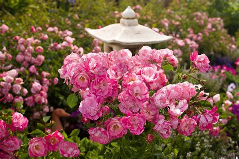 Maybe you would like to learn more about one of these? Flower Carpet Rose Pink Splash | Ground cover roses ...