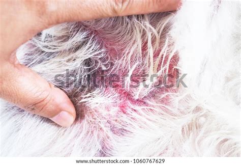 Dermatitis Rash Disease Found Dogs Stock Photo Edit Now 1060767629