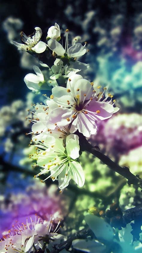 84 animierte bilder von blumen. Die 93+ Besten Hintergrundbilder Handy Blumen