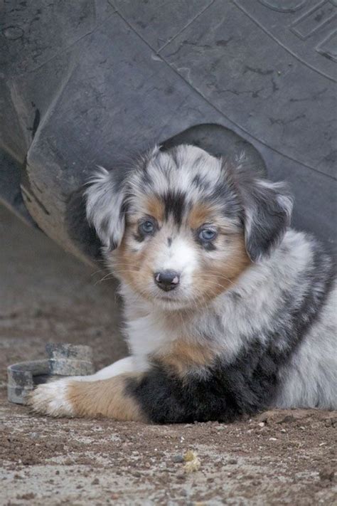 We raise toys and mini's. Miniature Australian Shepherd Puppy For Sale Near Me