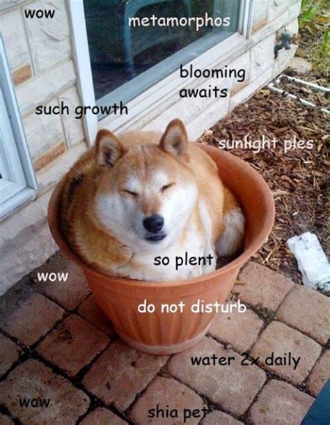 Doge (often / ˈ d oʊ dʒ / dohj, / ˈ d oʊ ɡ / dohg, / ˈ d oʊ ʒ / dohzh) is an internet meme that became popular in 2013. The Doge Meme is Back—And This Time it's Liquified