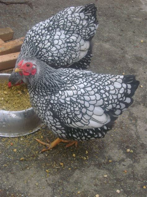 Silver Laced Wyandotte Bantams Beautiful Little Hens Hens