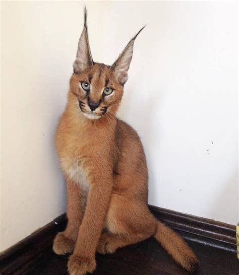 Important Facts About Caracal Pet You Need To Know Cats