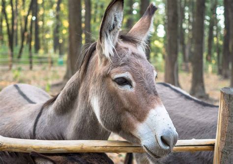 Donkeys Are Kid Friendly Farm Animals Bestfarmanimals
