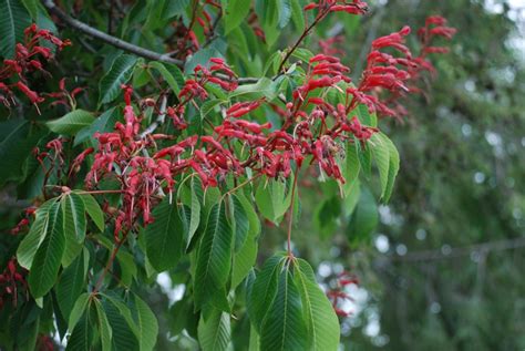 Native Red Buckeye Tree Delights In Landscape What Grows There