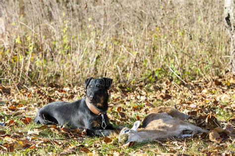 Hunting Dog With A Catch Stock Image Image Of Keeping 174182801