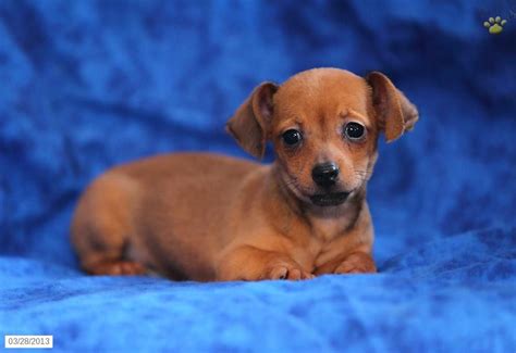 Modesto california pets and animals 100 $ view pictures. Jasper - ChiWeenie Puppy | Chiweenie, Chiweenie puppies ...