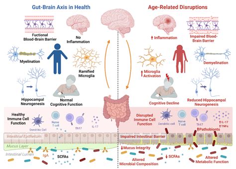 The Microbiota Gut Brain Axis During Ageing The Process Of Ageing