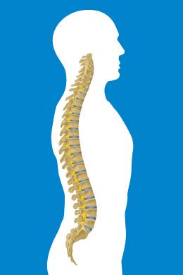 (a) body is the bicycle under power: How the spine works | About the spine | London Norwich Spine Clinic