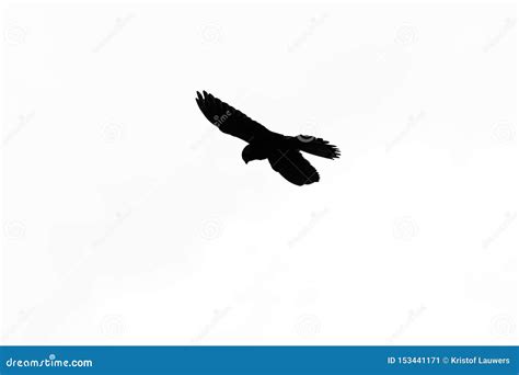 Silhouette Of A Falcon In Flight Black Isolated On White Stock Image