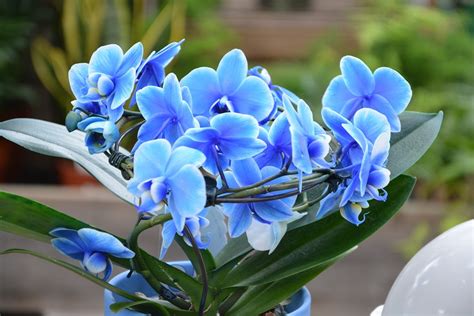 Fantastis 11 Bunga Anggrek Biru Gambar Bunga Indah
