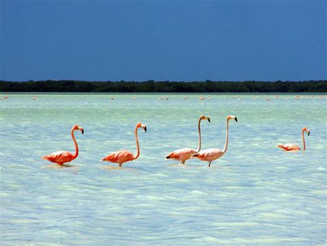Ilha Holbox Flamingos Let Viagens