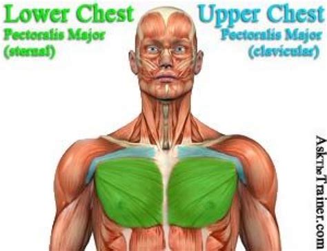 Anatomy Of The Upper Chest Anatomy