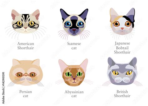 Different Breed Of Cats Persian Cat Japanese Bobtail Shorthair
