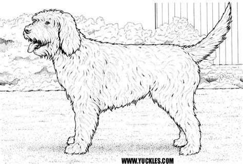 Find out more about the breed, plus we'll give you some tips on finding a reputable breeder of mini goldendoodle puppies. Goldendoodle Coloring Page by YUCKLES!