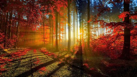 Photography Of Autumn Red Forest With Sunbeam 4k Hd Nature Wallpapers Hd Wallpapers Id 46601