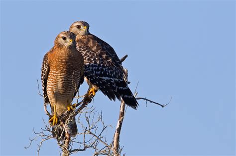 Red Shouldered Hawk California Living Museum