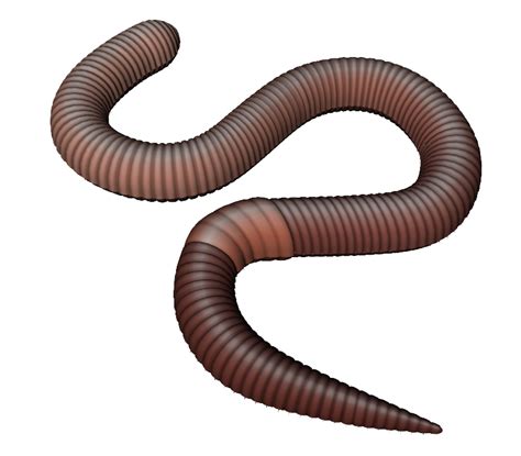 Worms Png 10 Free Cliparts Download Images On Clipground 2024