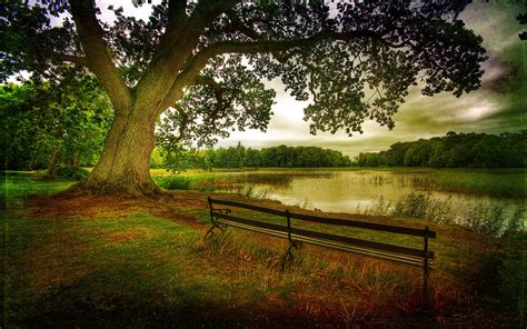 Nature Landscape Autumn Trees Forest Lake Benches Wallpaper