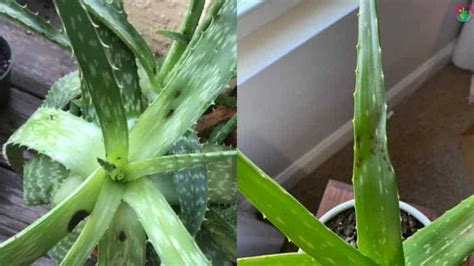 Black Spots On Aloe Vera Plant Causes Treatment And Prevention
