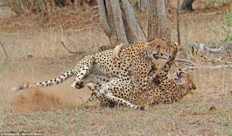 Cat Fight Two Cheetahs Go Hell For Leather In Dramatic Photos Taken In