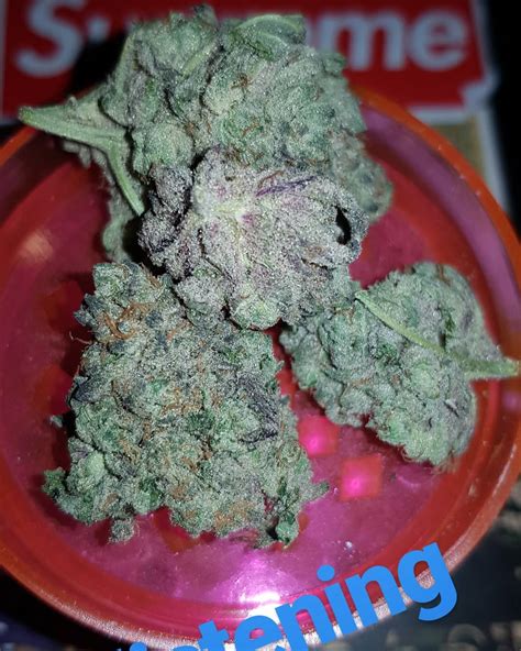 Strain Review Purple Star Dawg The Highest Critic