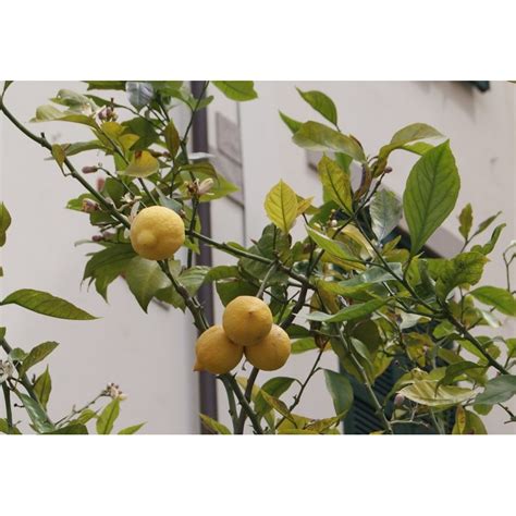 Get latest info on lemon tree, lemon plant, suppliers, manufacturers, wholesalers, traders, wholesale suppliers with lemon tree prices for buying. Lemon tree four seasons - Citrus Limon 4 seasons