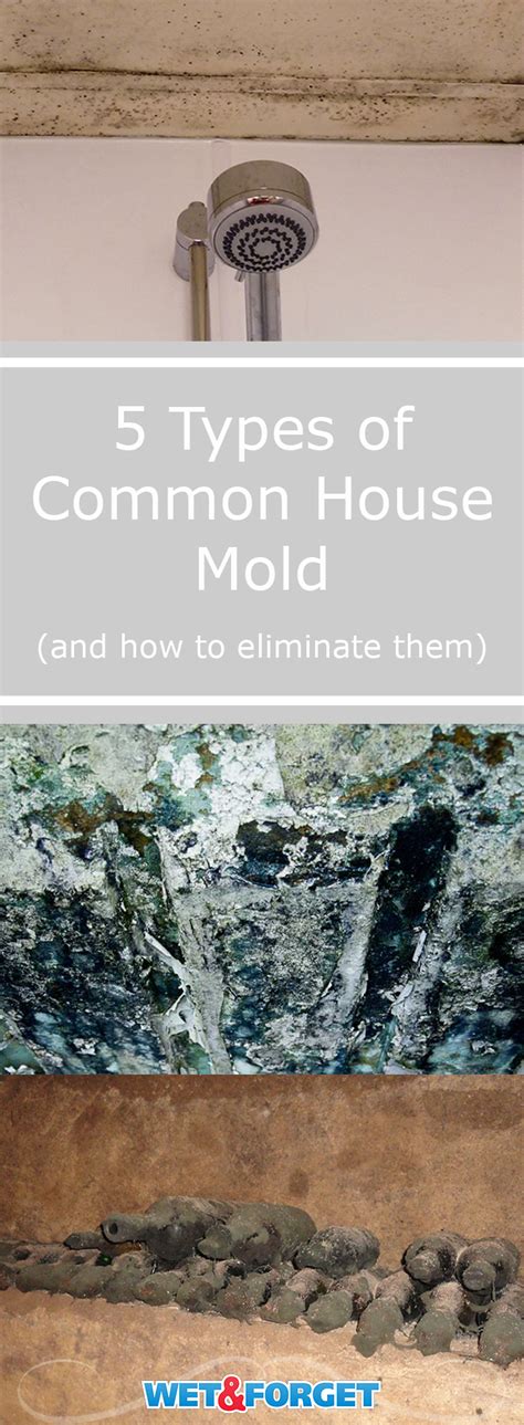 Ask Wet And Forget 5 Types Of Common House Mold Ask Wet And Forget