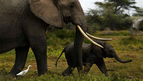 Rare Elephant Twins Born In Kenya