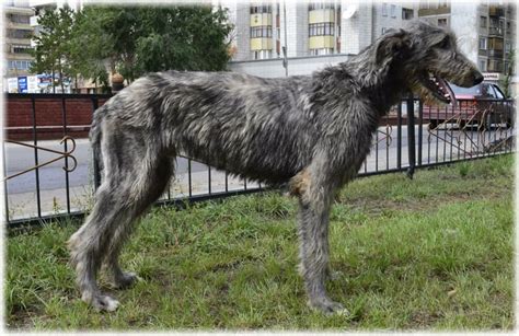 Irish Wolfhound Read About Temperament And Personality
