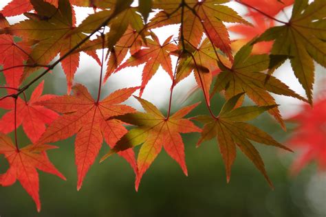 Maple Leaves Map Mrhayata Flickr