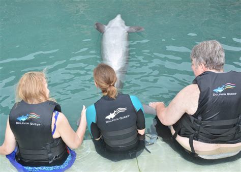 Accessible Dolphin Quest Experiencebermuda Accessible Travel Pros