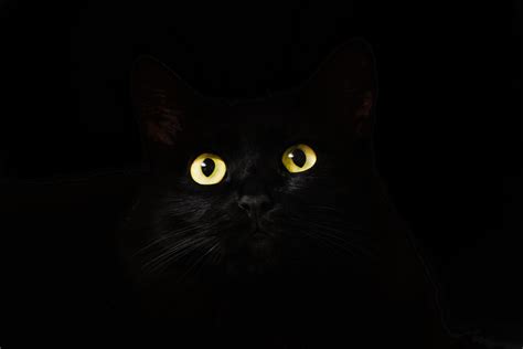 Black Cat Eyes Dark 5k Hd Animals 4k Wallpapers Images Backgrounds