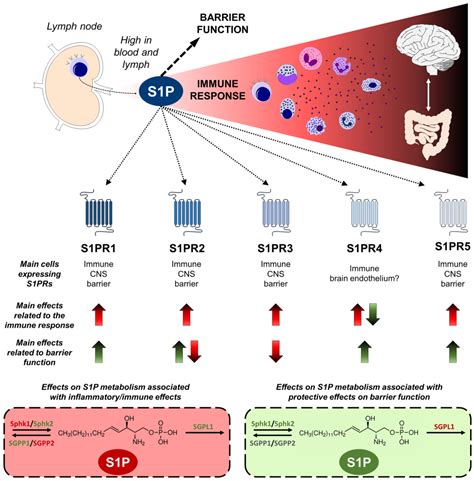 Ijms Free Full Text Immune System And Brainintestinal Barrier