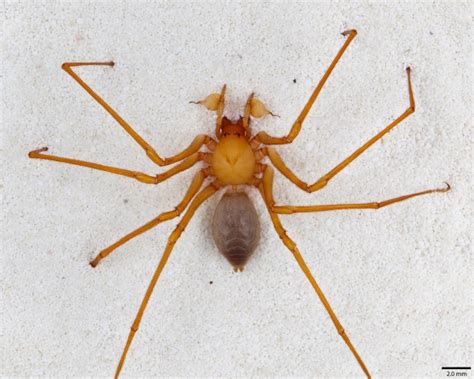 Occhi fragile Araña de largas patas nueva especie