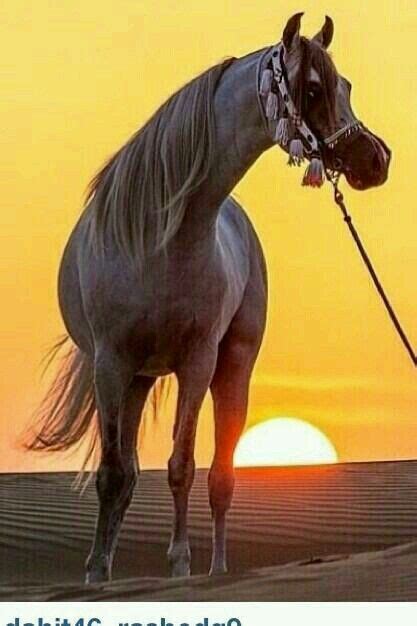 Stunning Arabian And Dreamy Desert Sunset So Pretty Horses