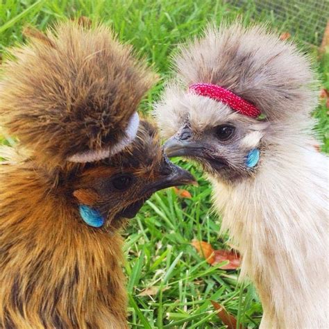 Pin By Pstubs On Chickens Silkie Chickens Fancy Chickens Cute Chickens